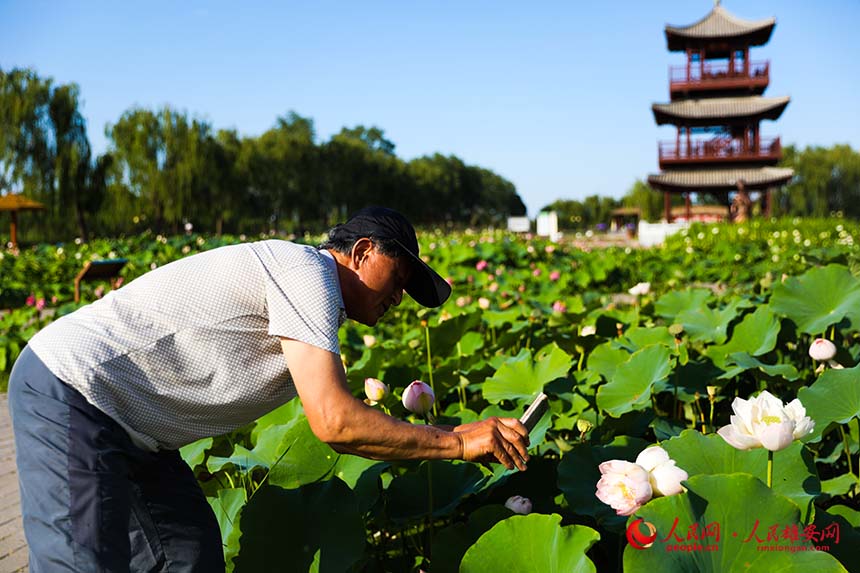 盛開(kāi)的并蒂蓮引得游人紛紛拍照。人民網(wǎng) 楊華龍攝