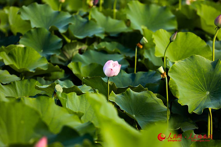 粉霞（荷花品種）即將綻放。人民網(wǎng) 楊華龍攝